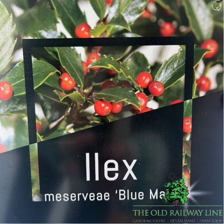 Ilex Blue Maid Plant - 6Ltr Pot - Old Railway Line Garden Centre