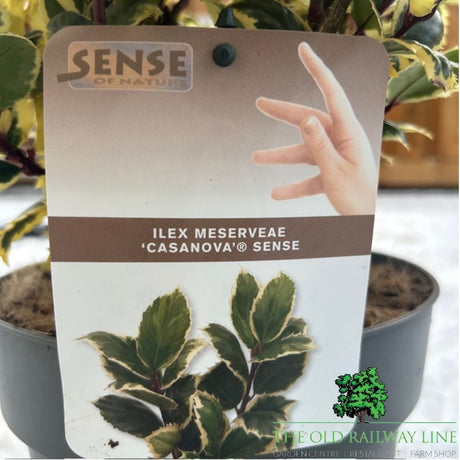 Ilex Casanova Plant - 5Ltr Pot - Old Railway Line Garden Centre