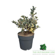Ilex Casanova Plant - 5Ltr Pot - Old Railway Line Garden Centre