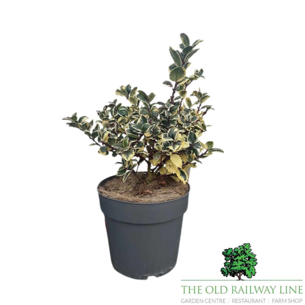 Ilex Casanova Plant - 5Ltr Pot - Old Railway Line Garden Centre