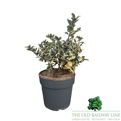 Ilex Casanova Plant - 5Ltr Pot - Old Railway Line Garden Centre