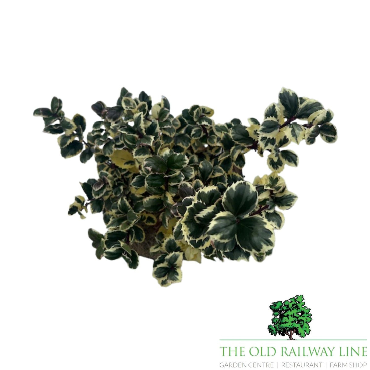 Ilex Casanova Plant - 5Ltr Pot - Old Railway Line Garden Centre