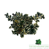 Ilex Casanova Plant - 5Ltr Pot - Old Railway Line Garden Centre