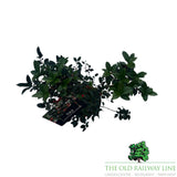 Ilex Blue Maid Plant - 6Ltr Pot