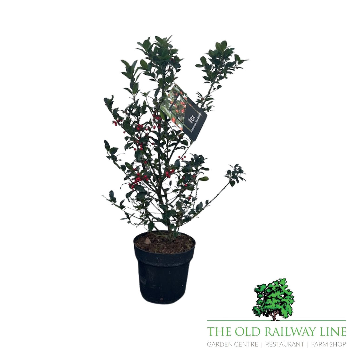Ilex Blue Maid Plant - 6Ltr Pot