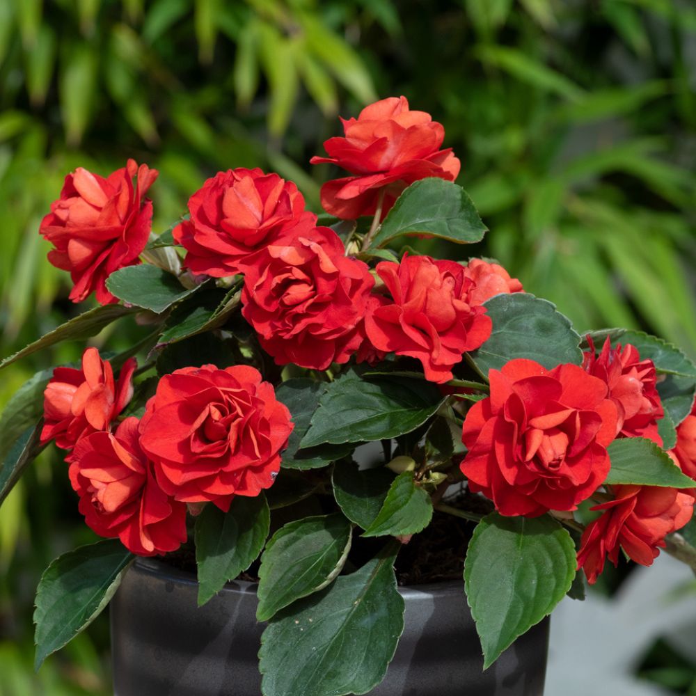 Impatiens Glimmer Dark Red Plug Plant