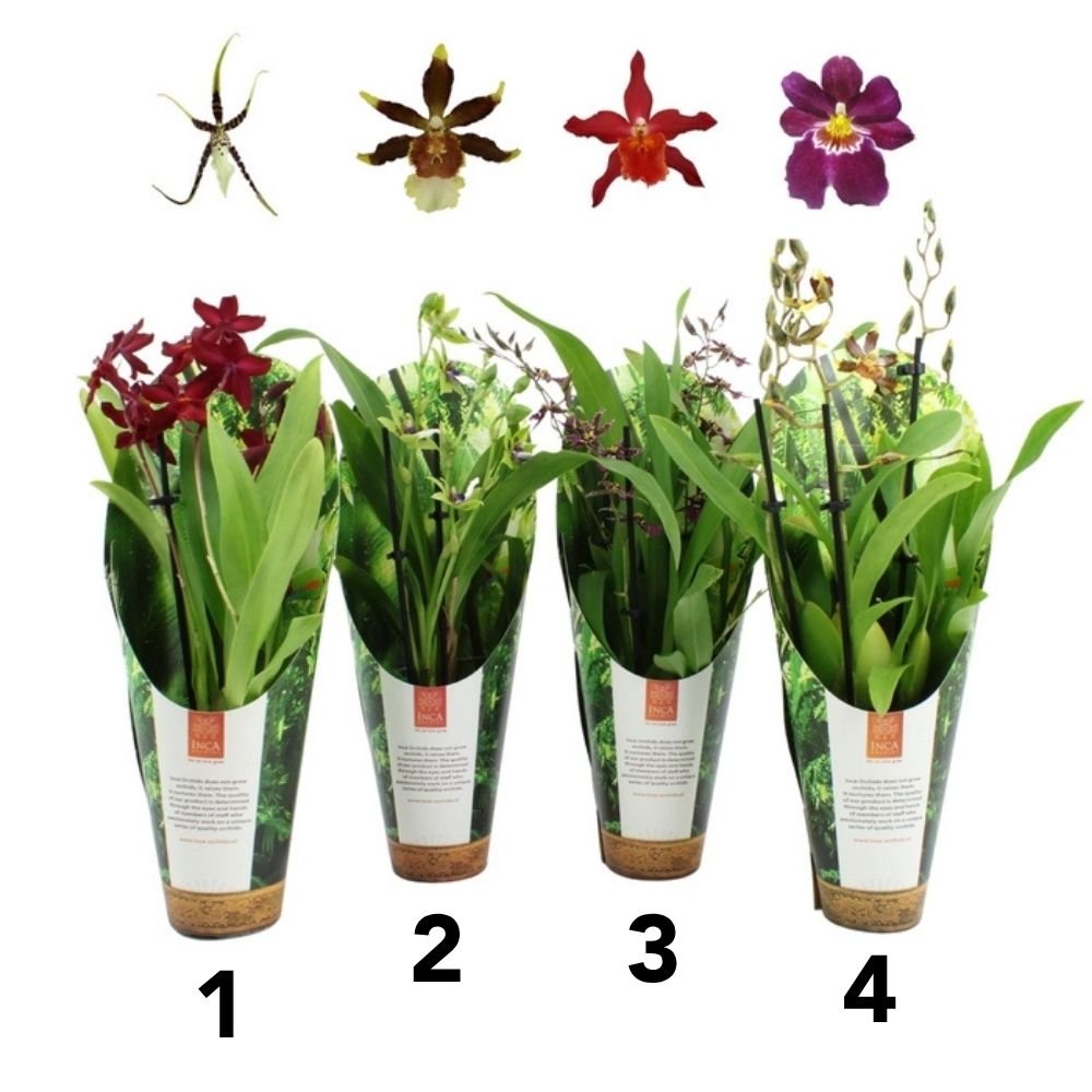 Inca Orchids - Mixed Colours - 9cm Pot - (Choice of 4) - Old Railway Line Garden Centre