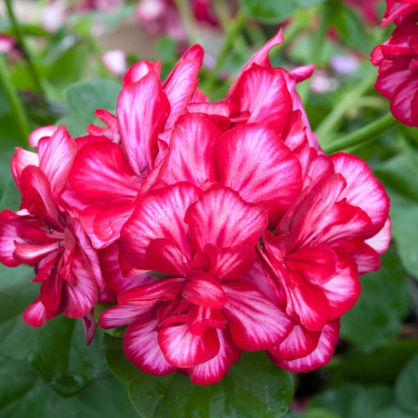 Ivy Geranium Precision Red & White Bicolour Plug Plants - Old Railway Line Garden Centre