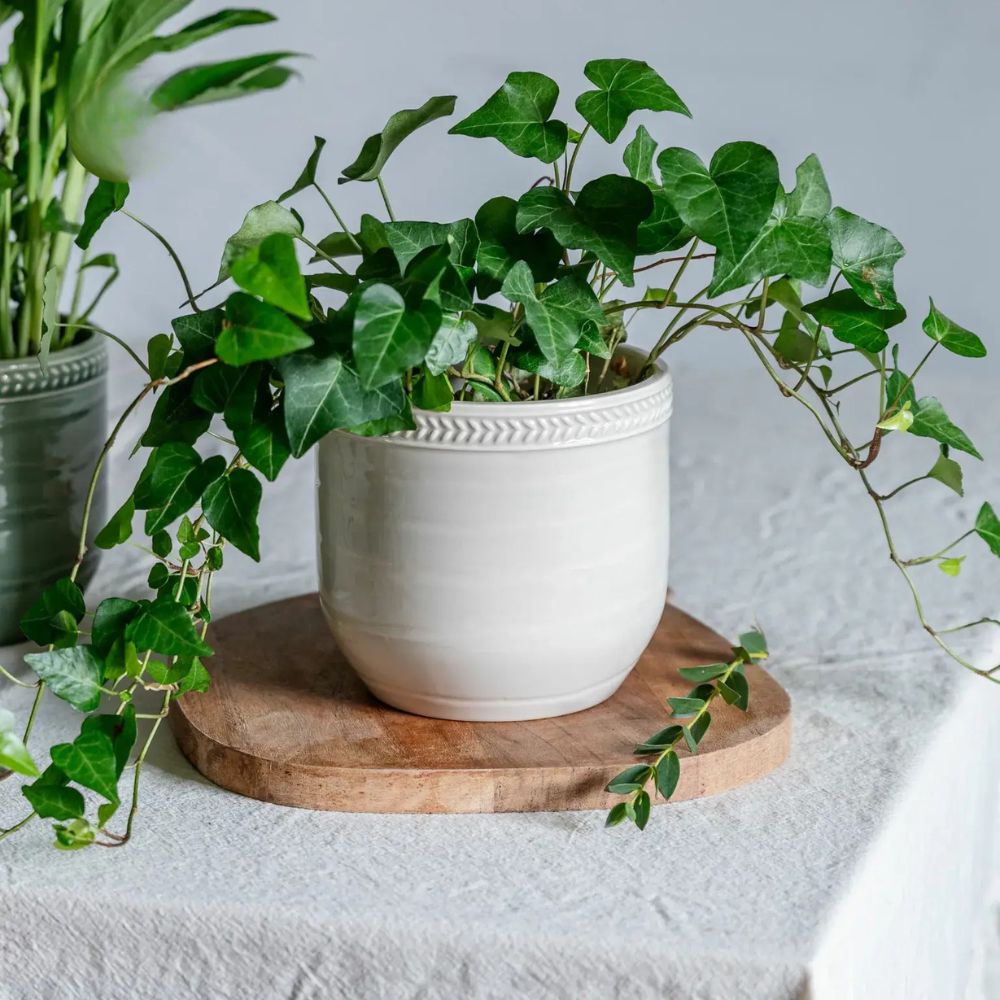 Ivyline 15cm Delphine Cotton Planter