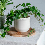 Ivyline 15cm Delphine Cotton Planter