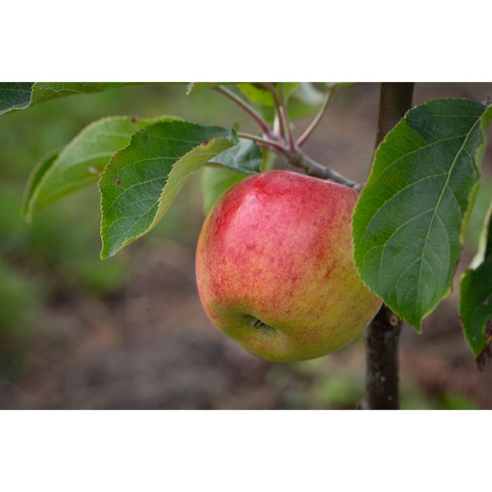 Apple Tree 'Jumbo' Fruit Tree M27 Rootstock 12Ltr Pot