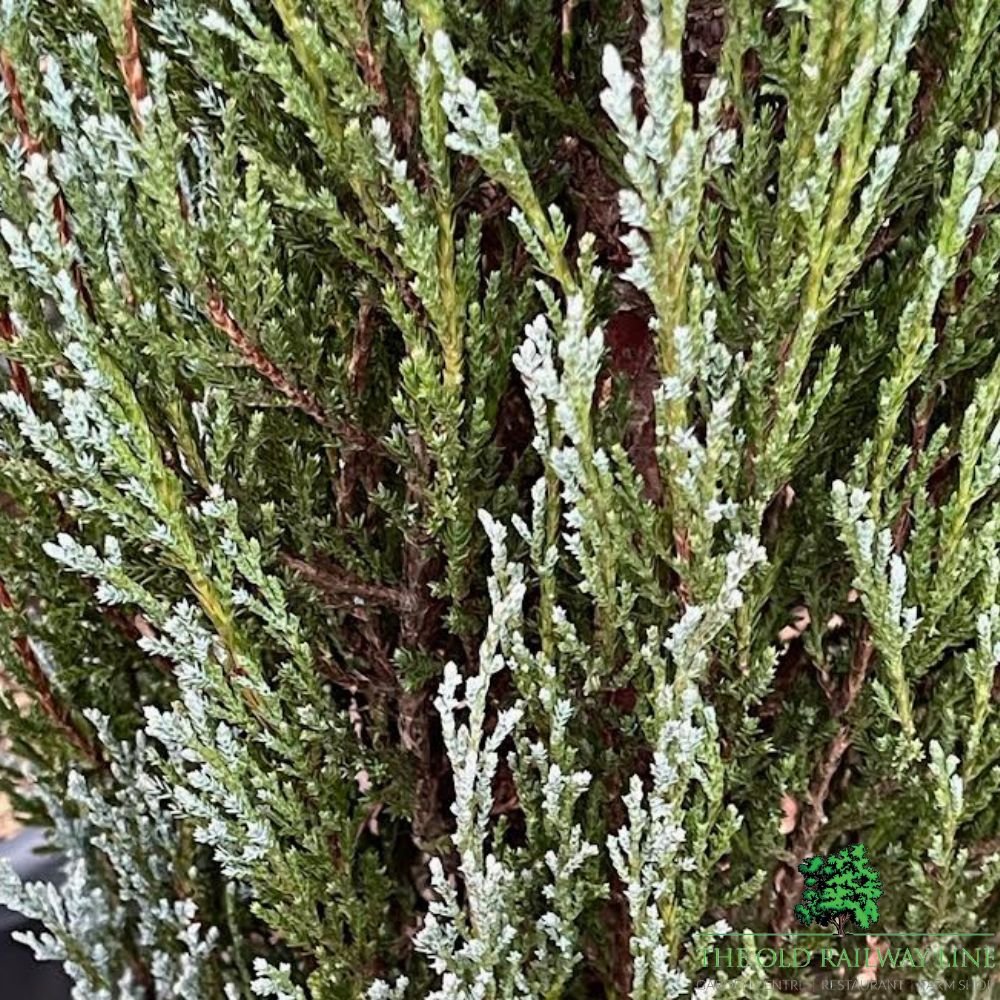Juniperus Blue Arrow Plant - 25Ltr Pot - Old Railway Line Garden Centre