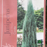 Juniperus Blue Arrow Plant - 25Ltr Pot - Old Railway Line Garden Centre