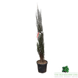 Juniperus Blue Arrow Plant - 25Ltr Pot