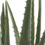 Kaemingk 40cm Aloe Vera in Plastic Pot - Old Railway Line Garden Centre