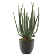 Kaemingk 40cm Aloe Vera in Plastic Pot - Old Railway Line Garden Centre