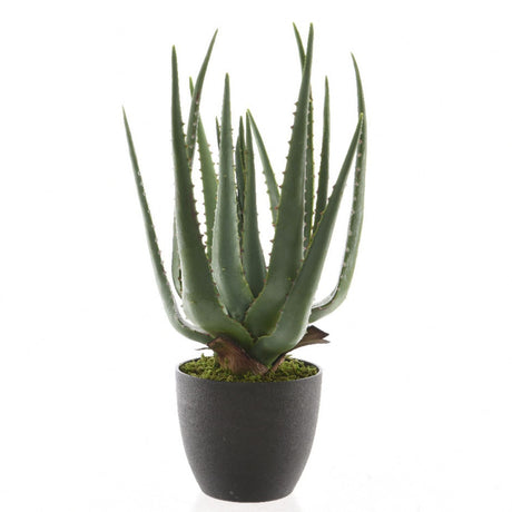 Kaemingk 40cm Aloe Vera in Plastic Pot - Old Railway Line Garden Centre