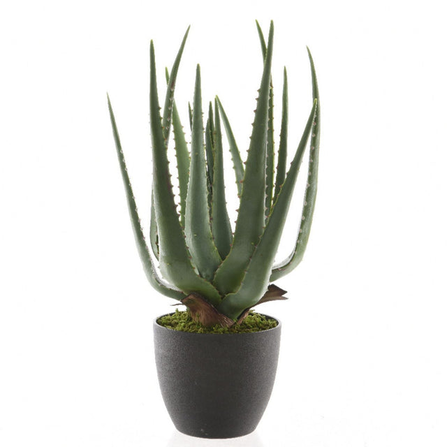 Kaemingk 40cm Aloe Vera in Plastic Pot - Old Railway Line Garden Centre