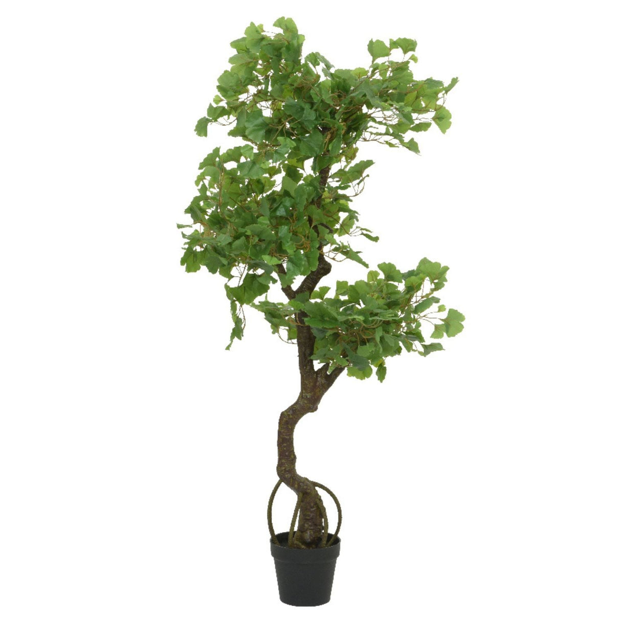 Kaemingk 60cm Gingko in Pot - Old Railway Line Garden Centre