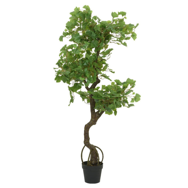 Kaemingk 60cm Gingko in Pot - Old Railway Line Garden Centre