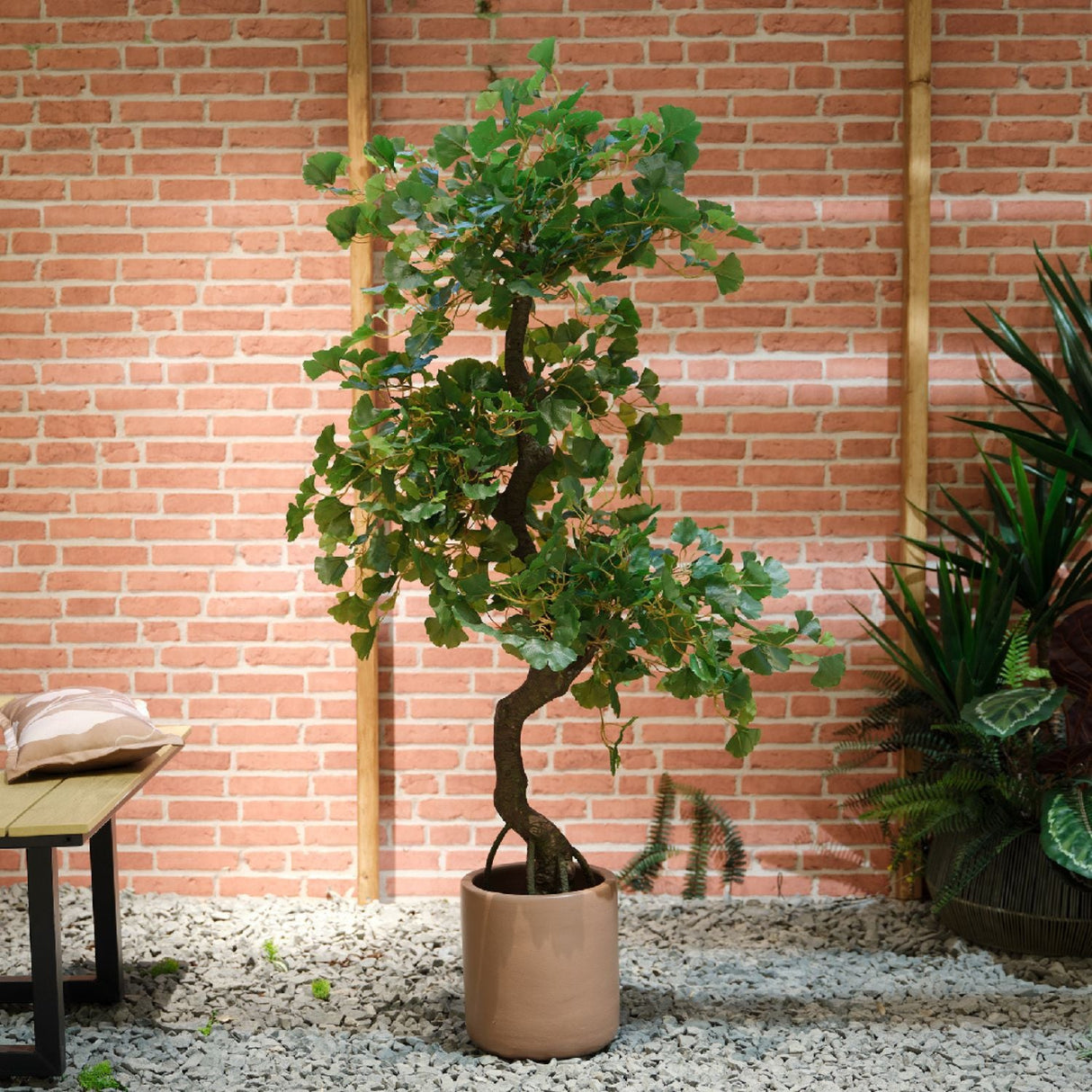 Kaemingk 60cm Gingko in Pot - Old Railway Line Garden Centre