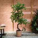 Kaemingk 60cm Gingko in Pot - Old Railway Line Garden Centre
