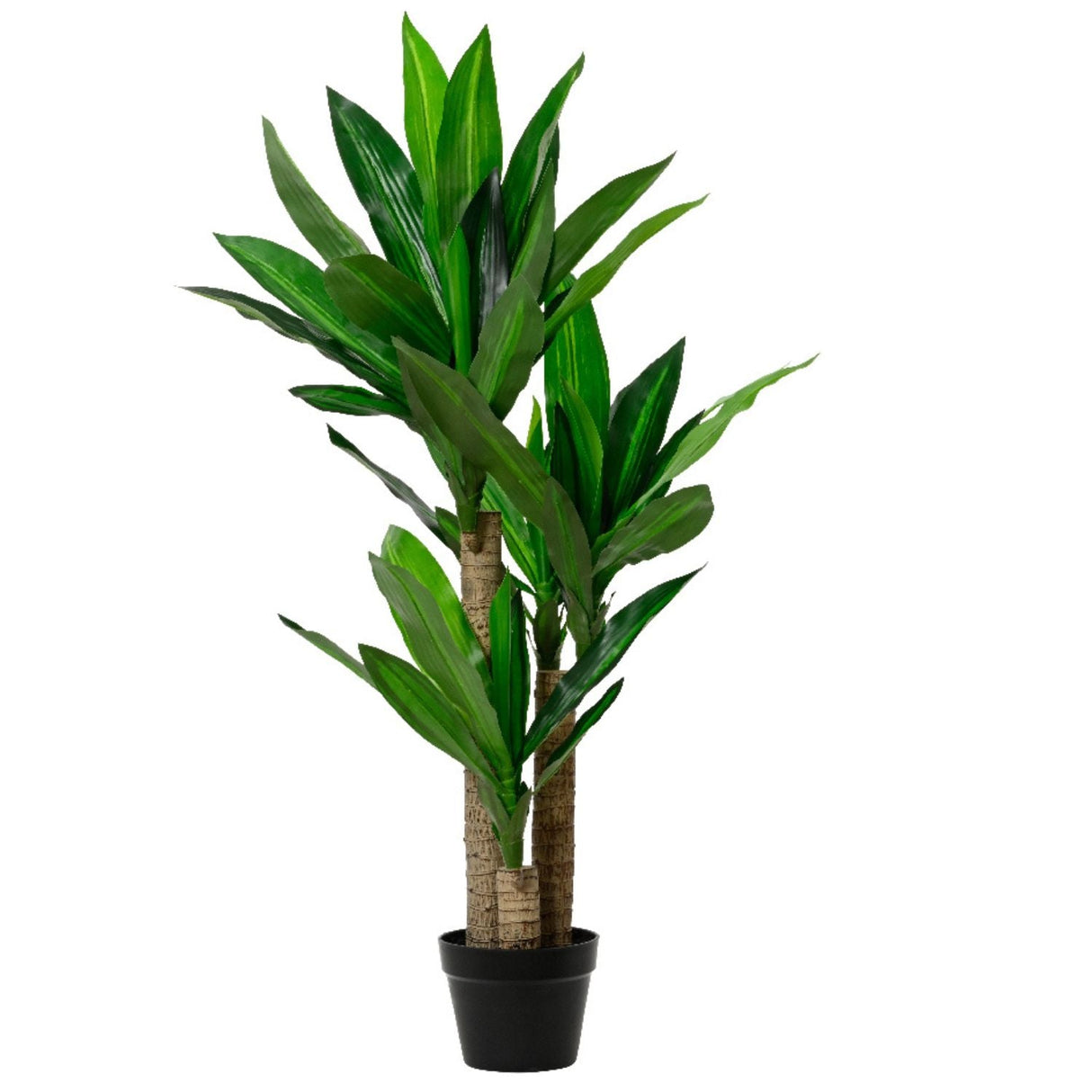 Kaemingk 65cm Dracaena Dracaena Fragrans in Plastic Pot - Old Railway Line Garden Centre
