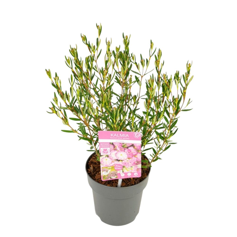 Kalmia polifolia 'Bog Laurel' Plant - 1.5Ltr Pot