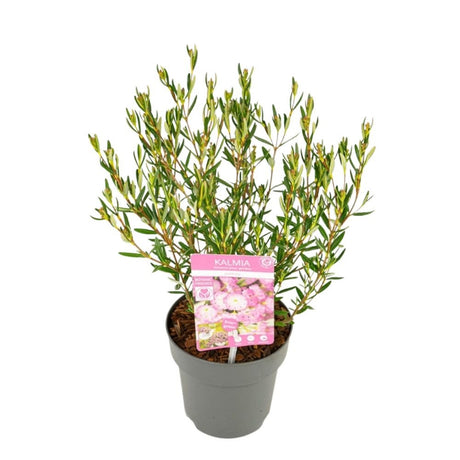 Kalmia polifolia 'Bog Laurel' Plant - 1.5Ltr Pot - Old Railway Line Garden Centre