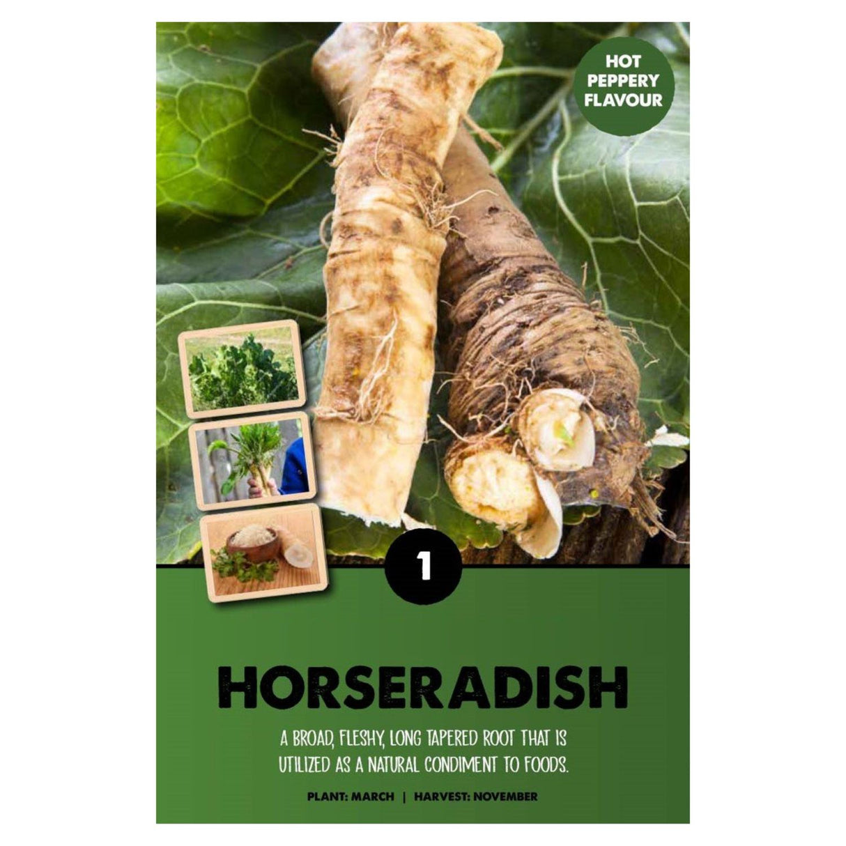 Kapiteyn 1 Horseradish Armoricia Rusticana Root