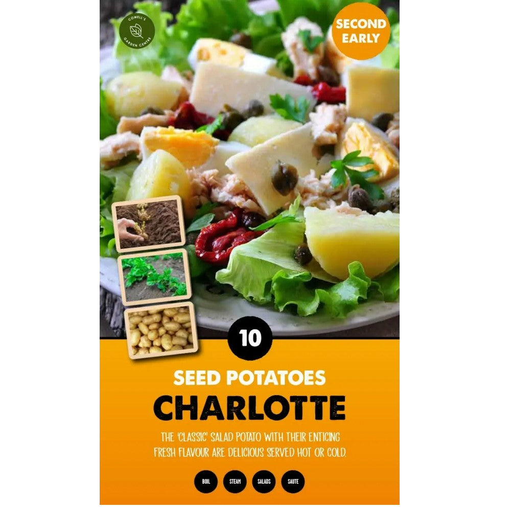 Kapiteyn 10 Charlotte Second Early Seed Potatoes