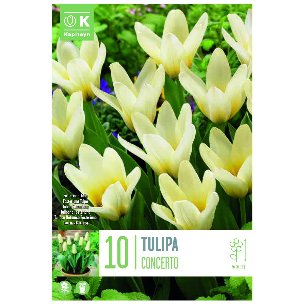Kapiteyn 10 Concerto Fosteriana Tulip Spring Flowering Bulbs