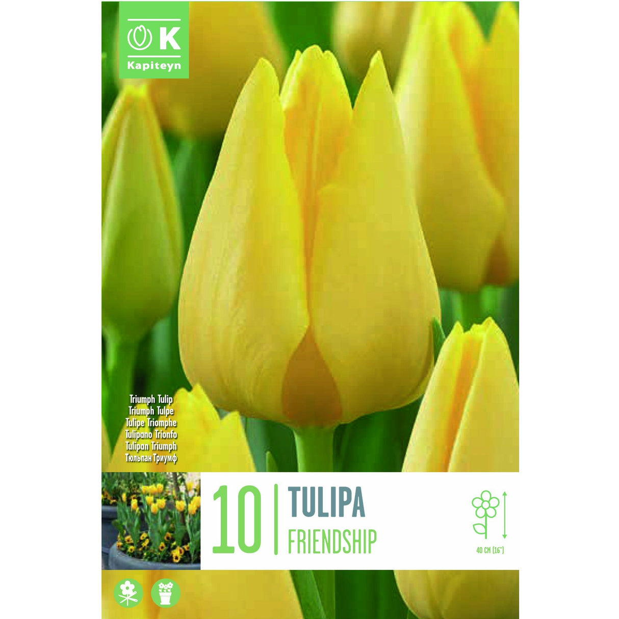 Kapiteyn 10 Friendship Triumph Tulip Spring Flowering Bulbs