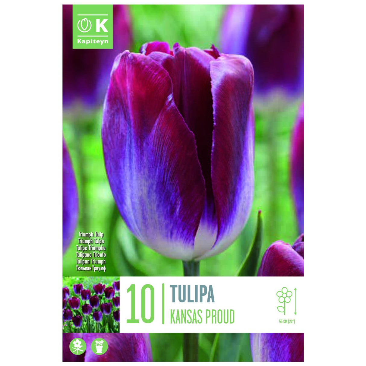 Kapiteyn 10 Kansas Proud Triumph Tulip Spring Flowering Bulbs