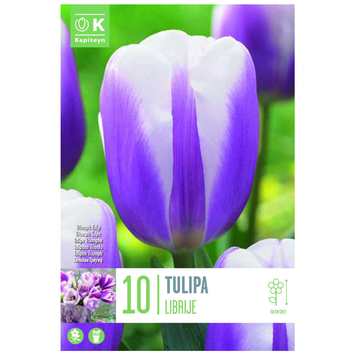 Kapiteyn 10 Librije Triumph Tulip Spring Flowering Bulbs