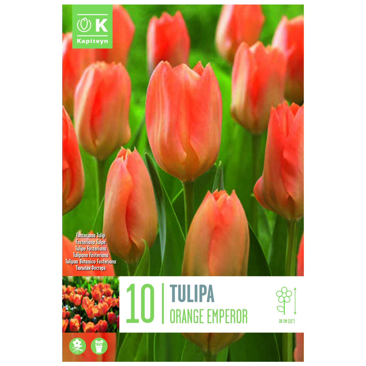 Kapiteyn 10 Orange Emperor Fosteriana Tulip Spring Flowering Bulbs