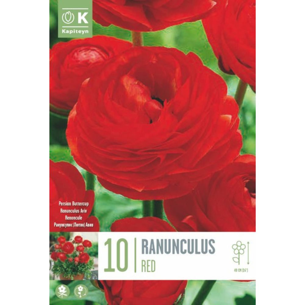 Kapiteyn 10 Ranunculus Aviv ‘Red’ Spring Flowering Bulbs