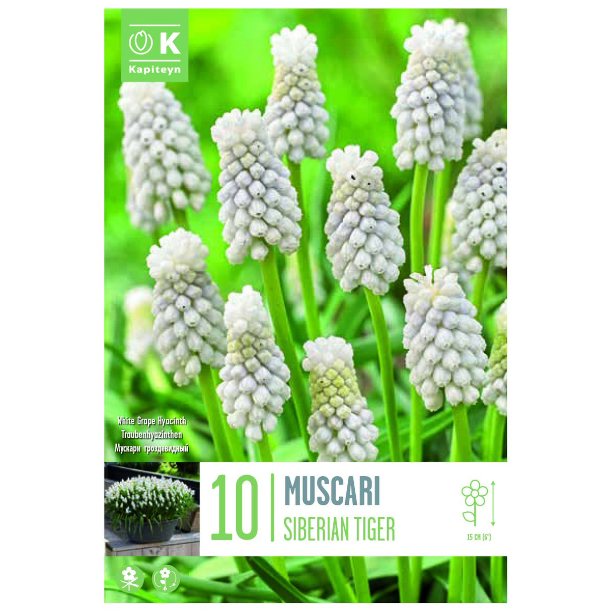 Kapiteyn 10 Siberian Tiger Muscari Armeniacum Spring Flowering Bulbs