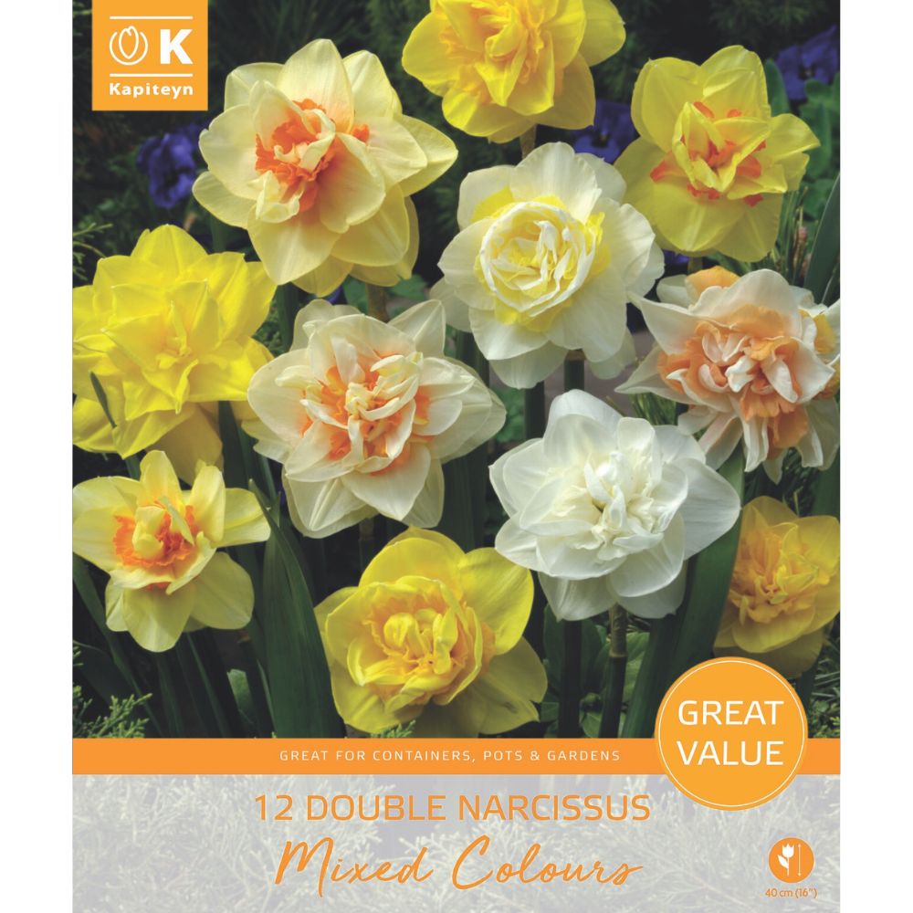 Kapiteyn 12 Narcissus Double Mix Promo Pack Spring Flowering Bulbs