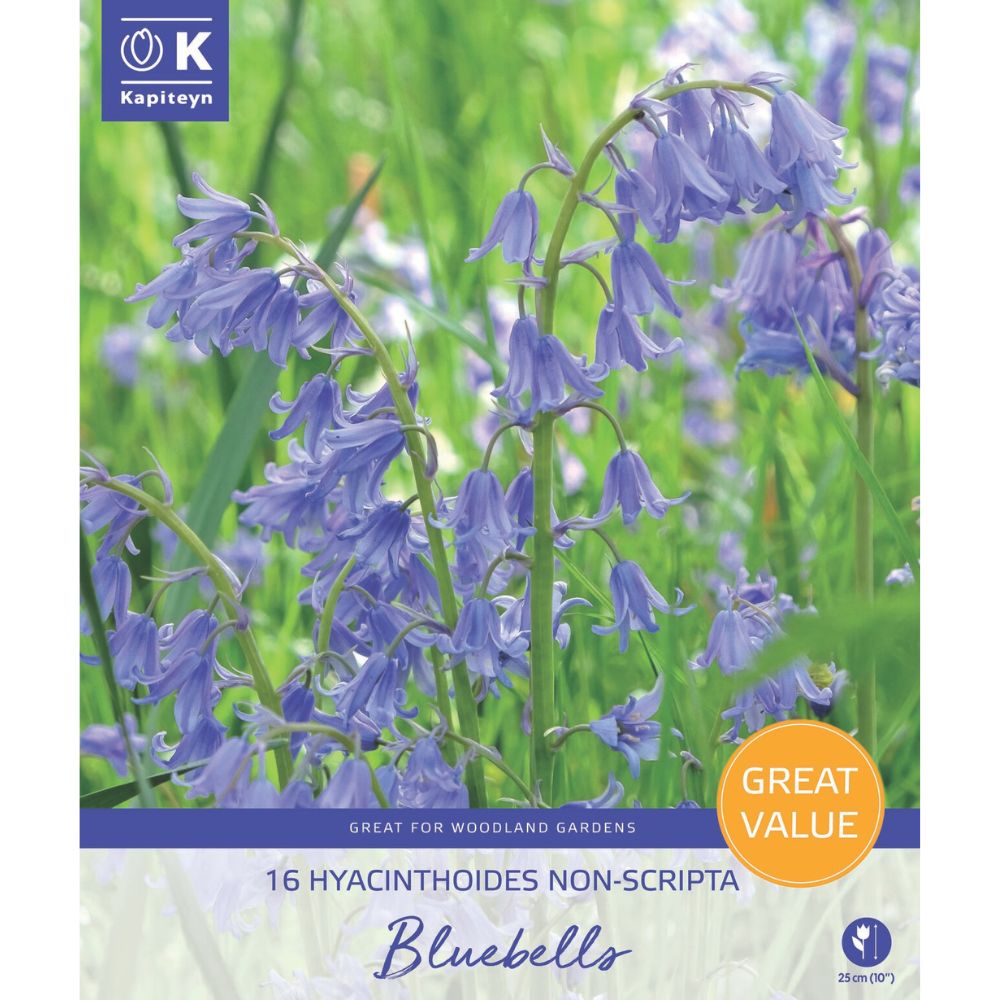 Kapiteyn 16 Bluebells Promo Pack Spring Flowering Bulbs