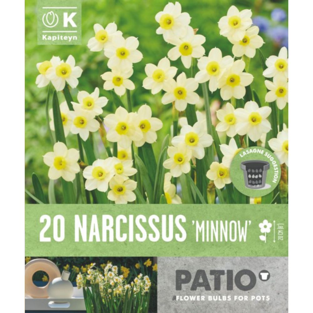 Kapiteyn 20 Patio Pack Narcissus Minnow Spring Flowering Bulbs