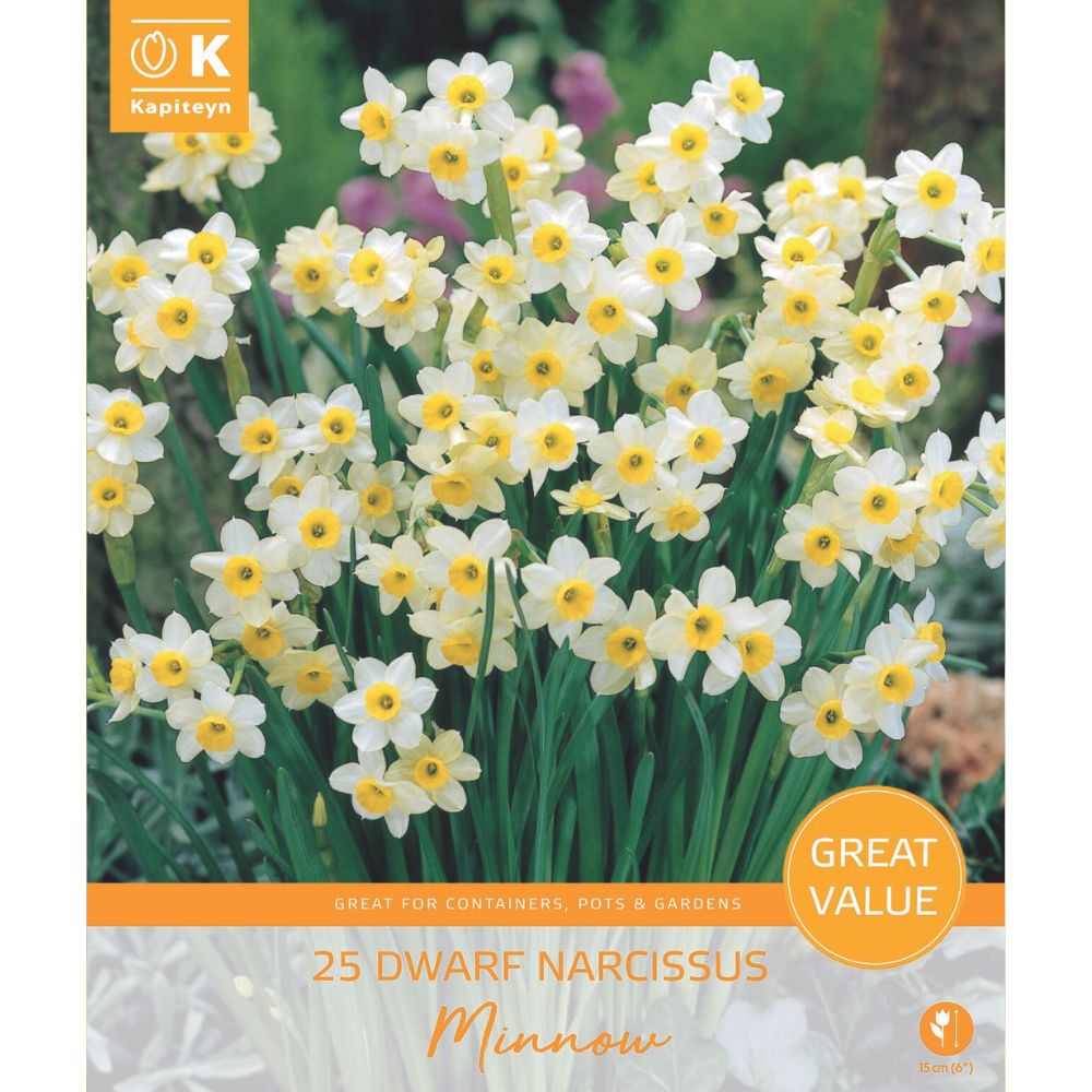 Kapiteyn 25 Narcissus Minnow Promo Pack Spring Flowering Bulbs
