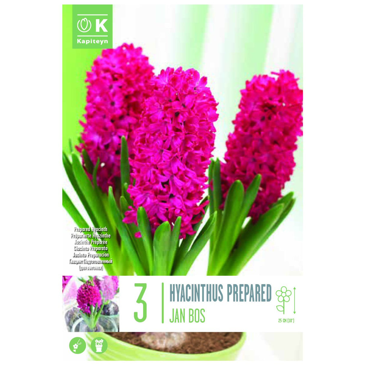 Kapiteyn 3 E.F. Jan Bos Hyacinth Spring Flowering Bulbs