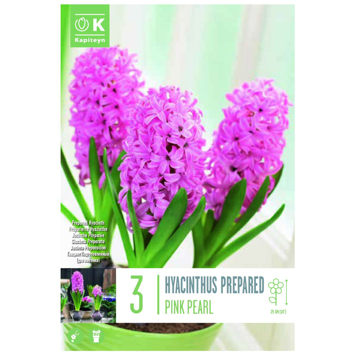 Kapiteyn 3 E.F. Pink Pearl Hyacinth Spring Flowering Bulbs