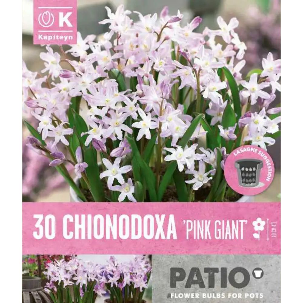 Kapiteyn 30 Chionodoxa Forbesii Pink Giant Spring Flower Bulbs