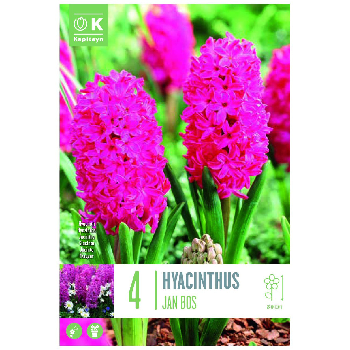 Kapiteyn 4 Jan Bos Hyacinth Spring Flowering Bulbs