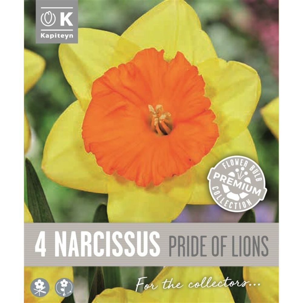 Kapiteyn 4 Narcissus Large Cupped Pride Of Lions Spring Flowering Bulbs
