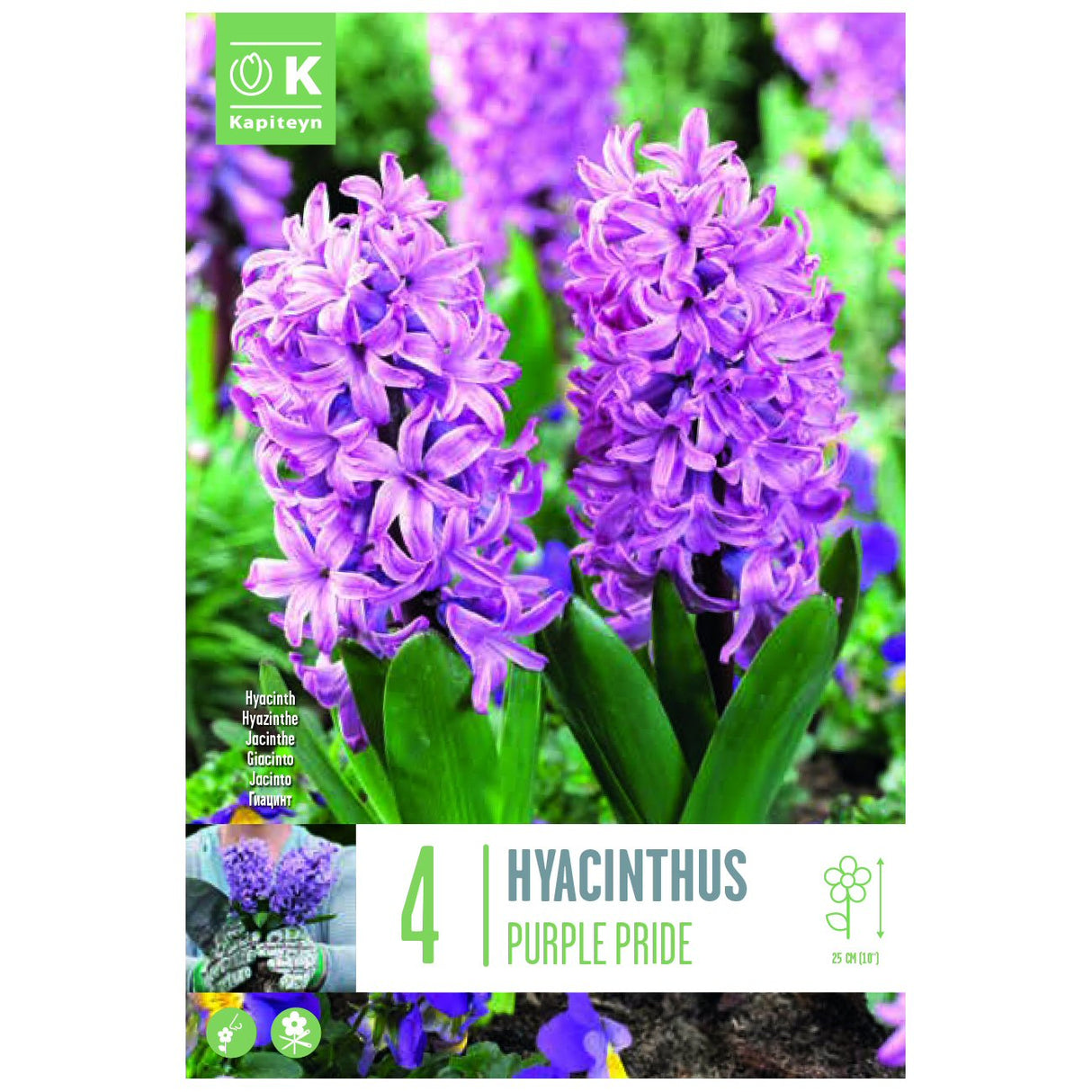 Kapiteyn 4 Purple Pride Hyacinth Spring Flowering Bulbs