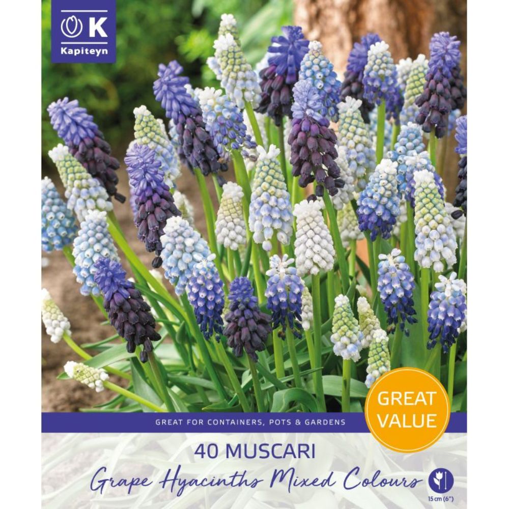 Kapiteyn 40 Muscari Grape Hyacinths Mixed Colour Spring Flower Bulbs