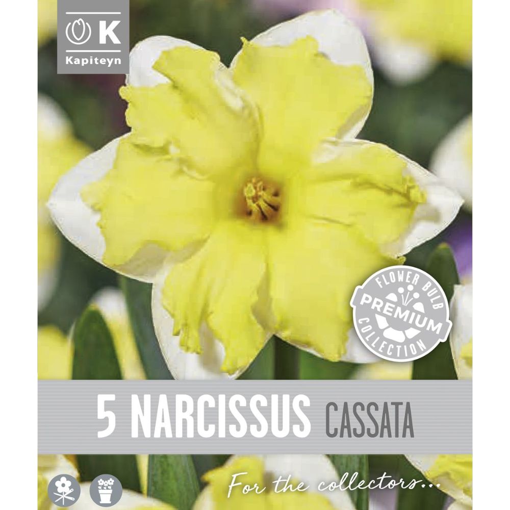 Kapiteyn 5 Narcissus Collar Cassata Daffidol Spring Flower Bulbs